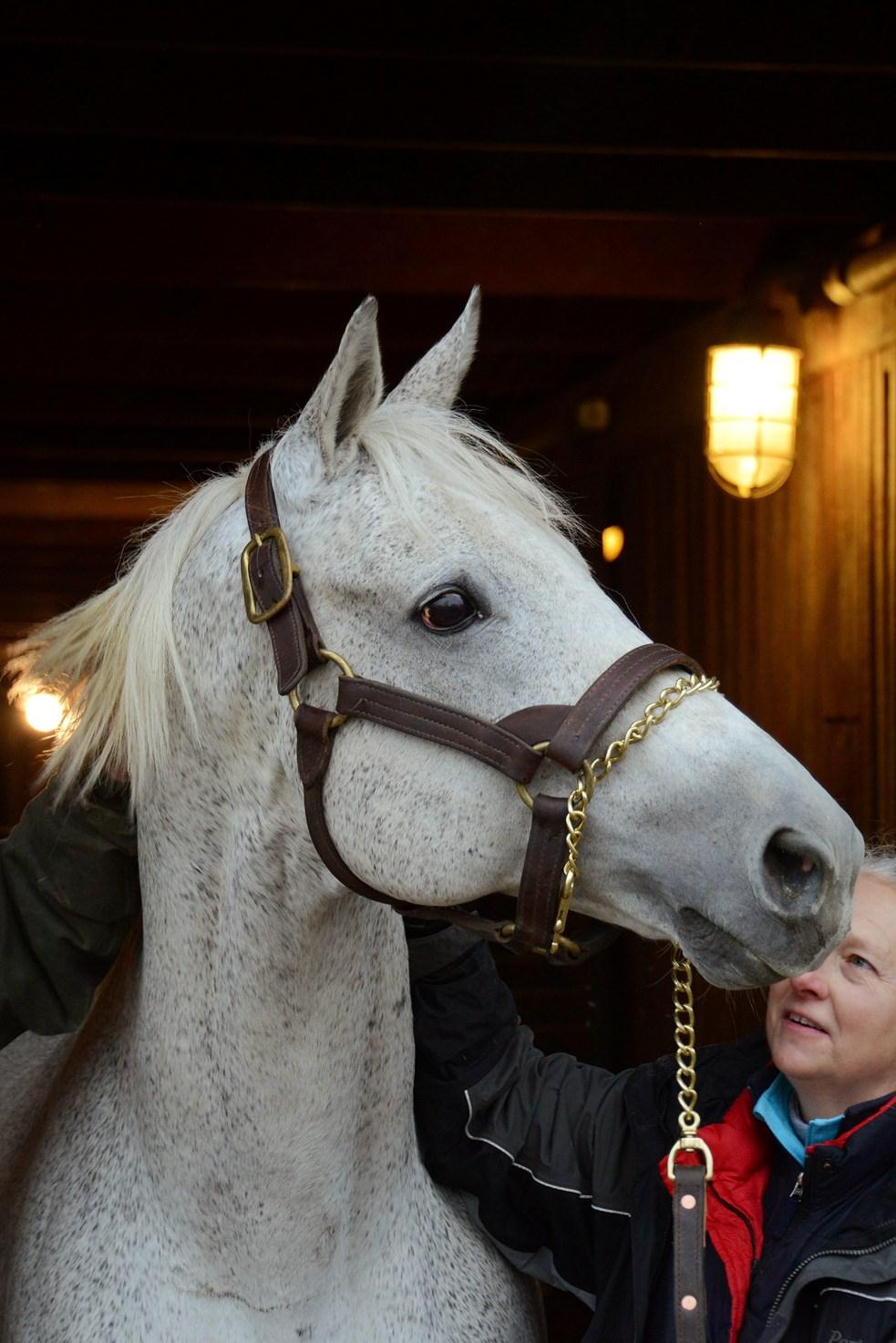 Meet the oldest surviving Kentucky Derby horse winner, Silver Charm