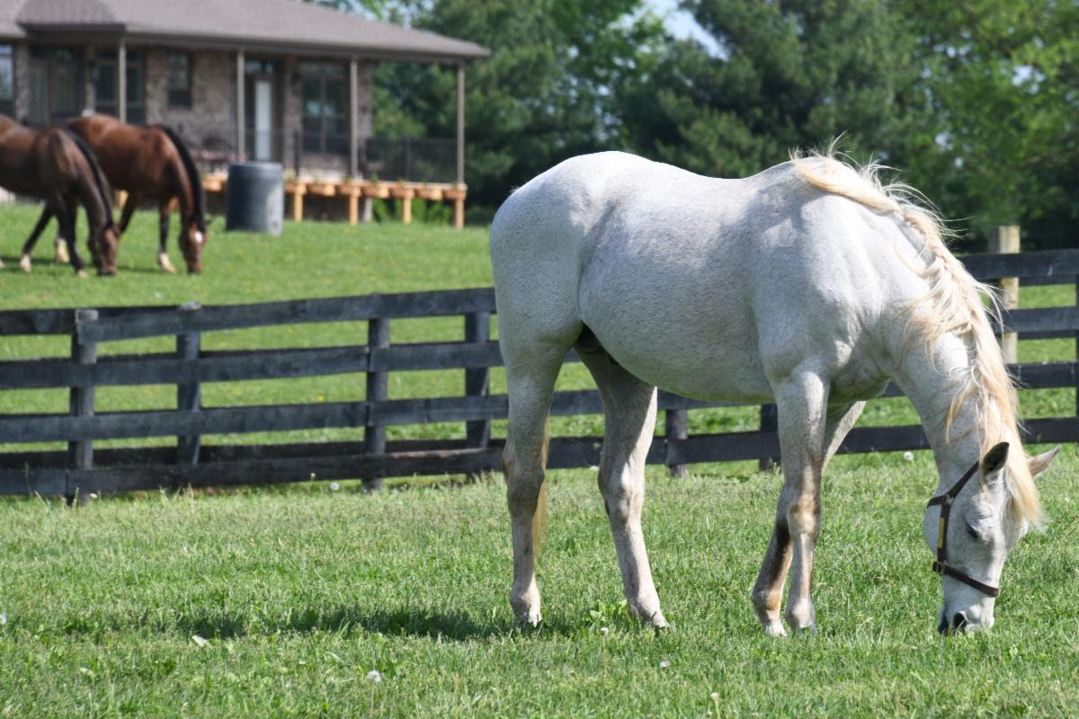 Silver Charm - the Oldest Living KY Derby winner