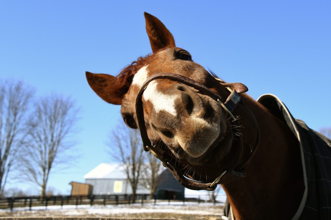 Feed an Old Friend  for Year $2,233.01