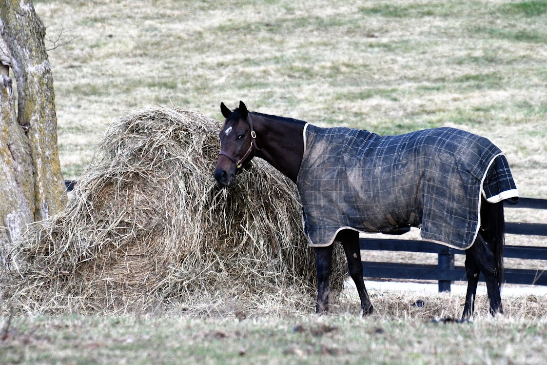 Round Hay Bale $59.00