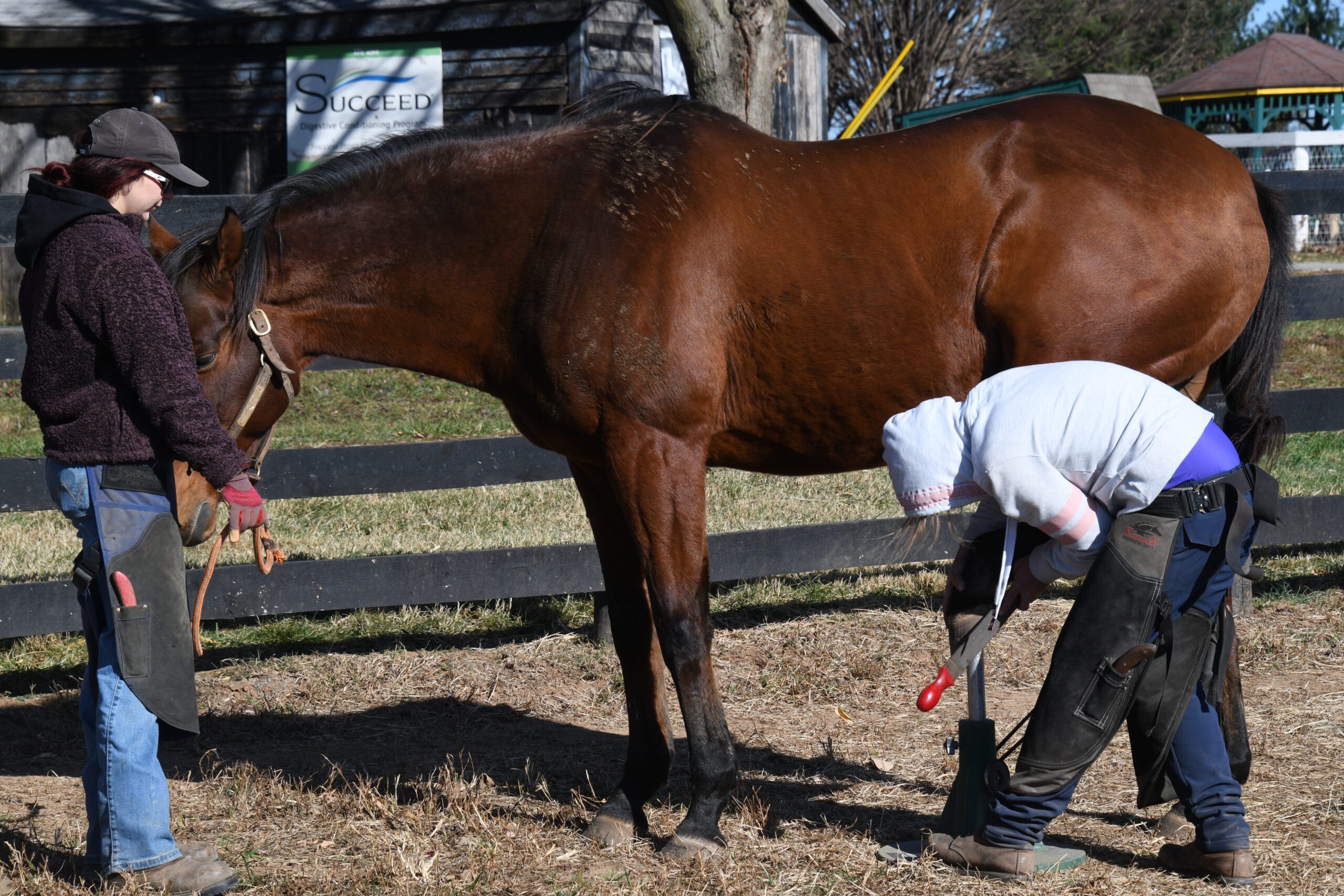 Farrier trim for 5 horses $75.00